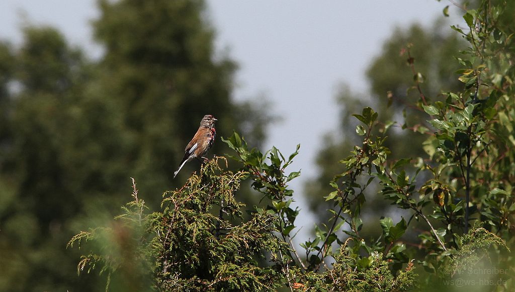 090629 - 1805 - Bluthaenfling